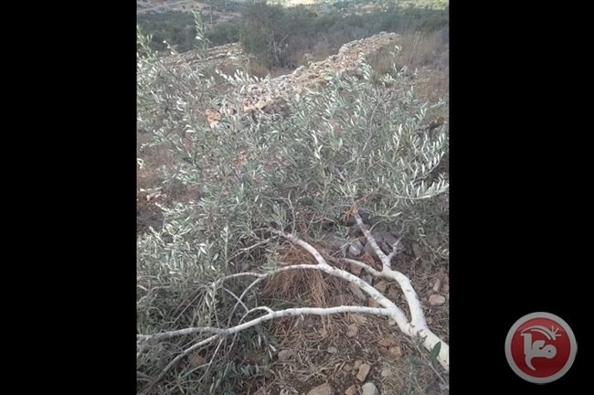Des colons israéliens déracinent des dizaines d'oliviers dans le village de Bruqin