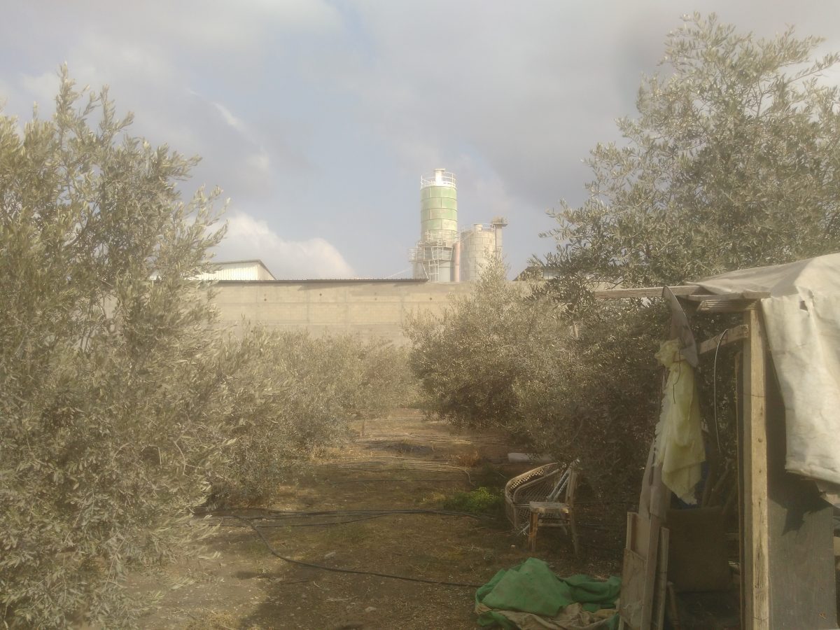 17 octobre - Cueillette des olives près de Tulkarem