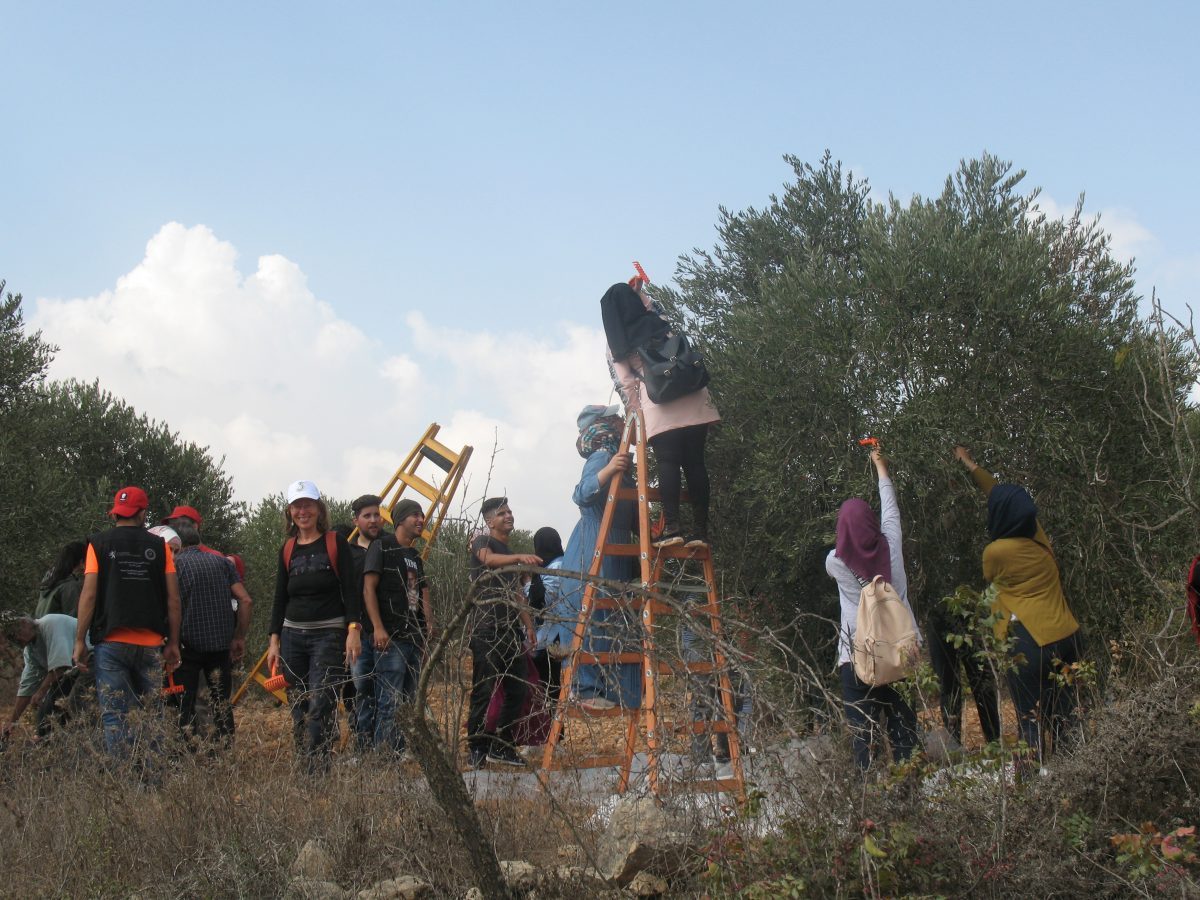 Cueillette des olives à Salfit. Journées du 20 au 23 octobre