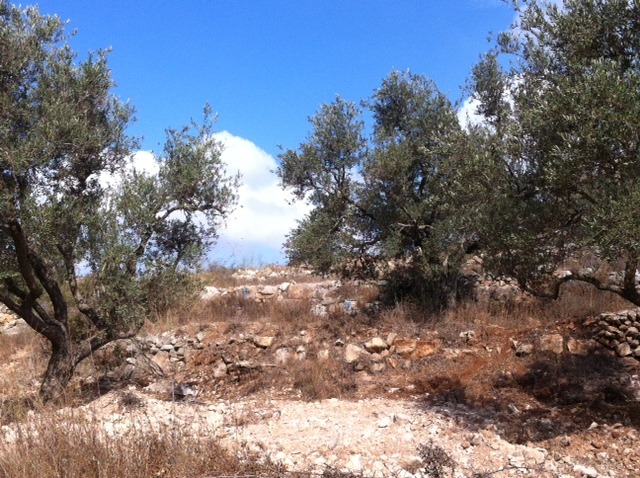 Cueillette des olives en Palestine occupée. Journée du 10 octobre, près de la colonie de Neria.