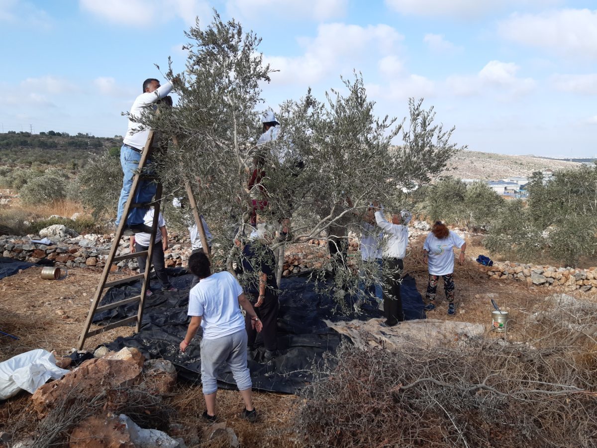 18ème campagne de cueillette des olives en Palestine occupée - Mercredi 9 octobre