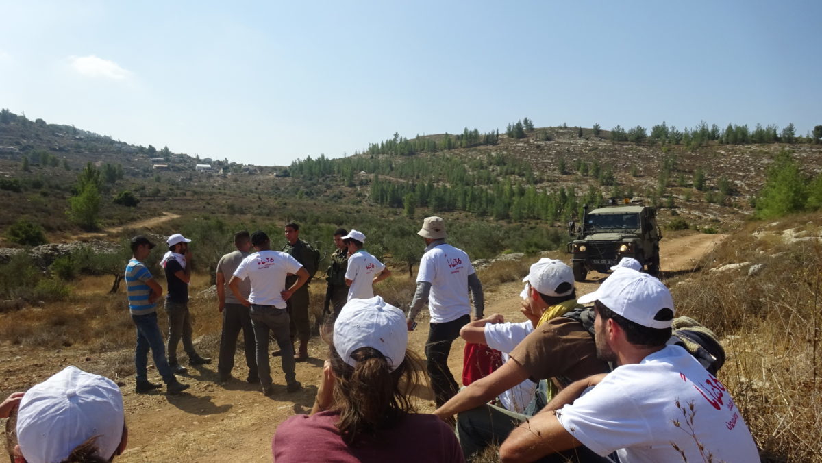18ème campagne de cueillette des olives en Palestine occupée - Halhul, 19 Octobre