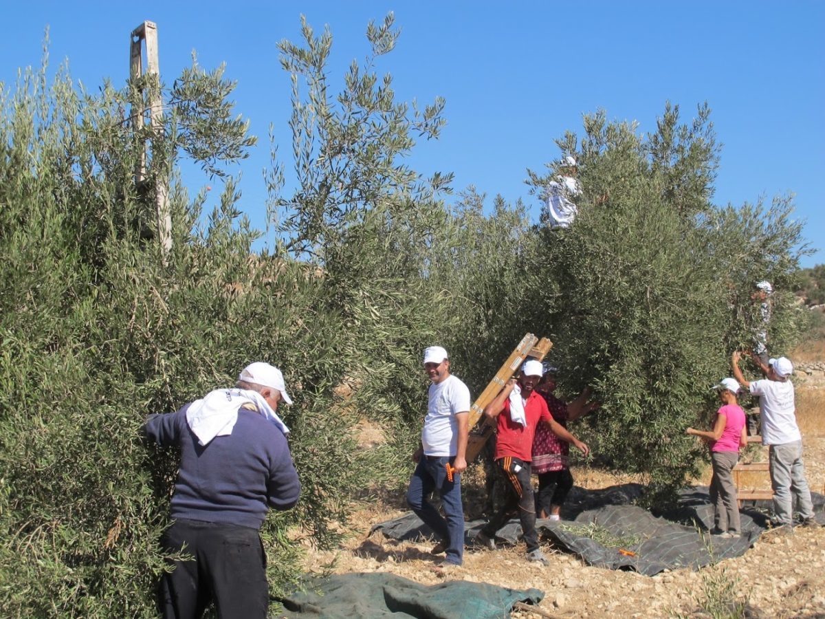 18ème campagne de cueillette des olives dans les territoires palestiniens occupés par Israël