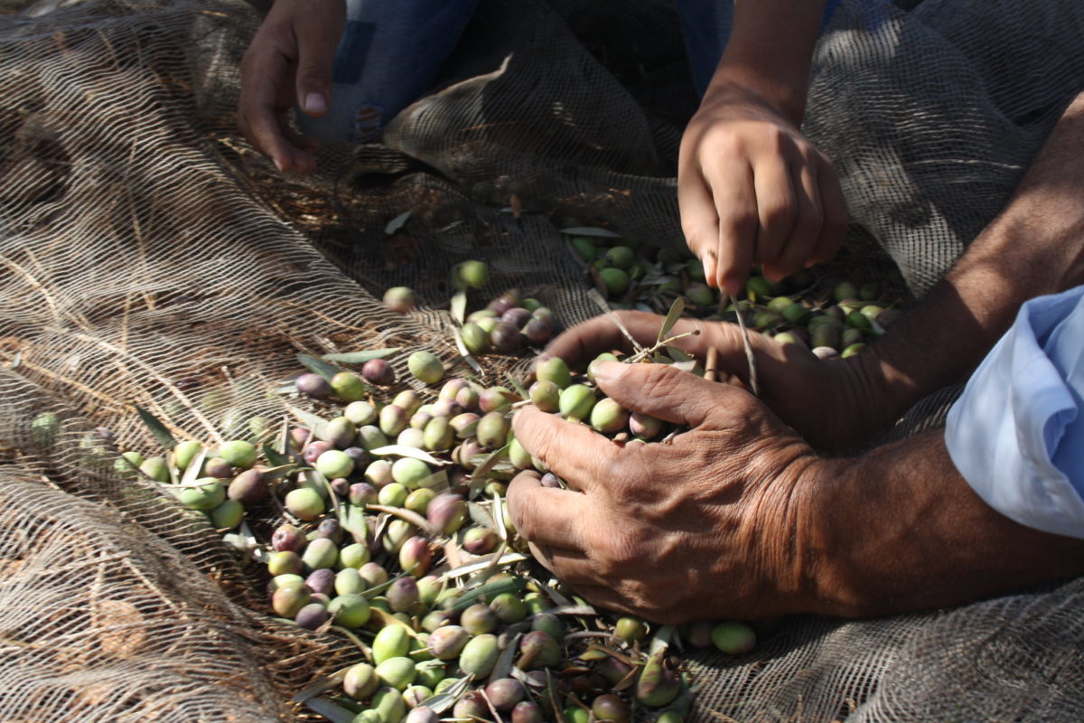 18ème campagne solidaire de cueillettes des olives en Palestine occupée - Dimanche 6 octobre