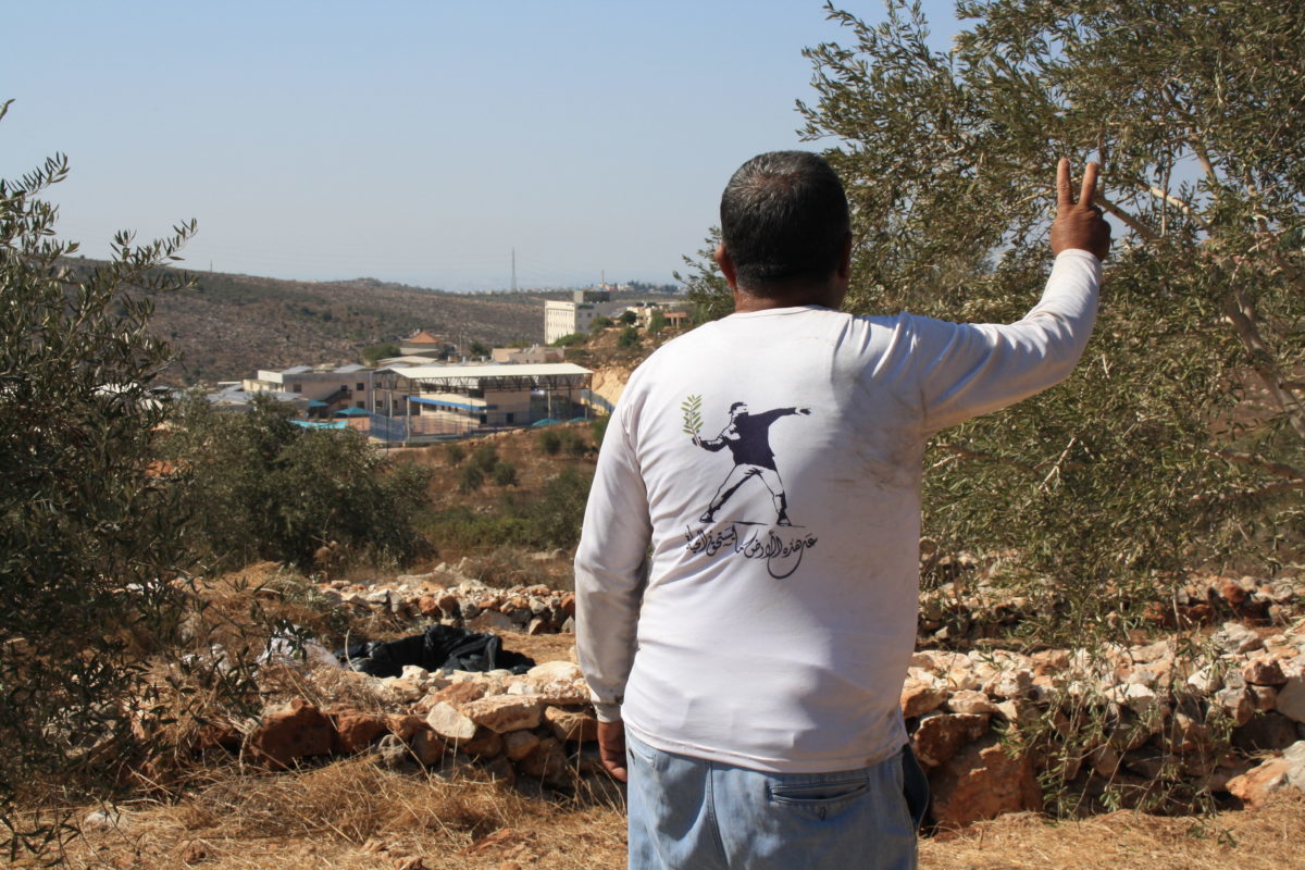 18ème campagne de cueillette des olives en Palestine occupée - Jeudi 10 octobre